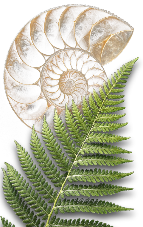 Nature Fractal